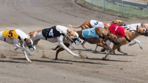 nsw,-greyhound-racing-nsw’ye-yonelik-drake-sorusturmasini-30-nisan’a-kadar-uzatti
