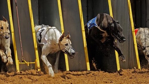 gbgb,-galli-bakanlarin-greyhound-racing-yasagina-karsi-cikiyor
